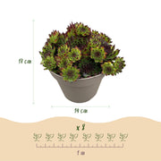 Sempervivum Big Sam, 17 cm hoog