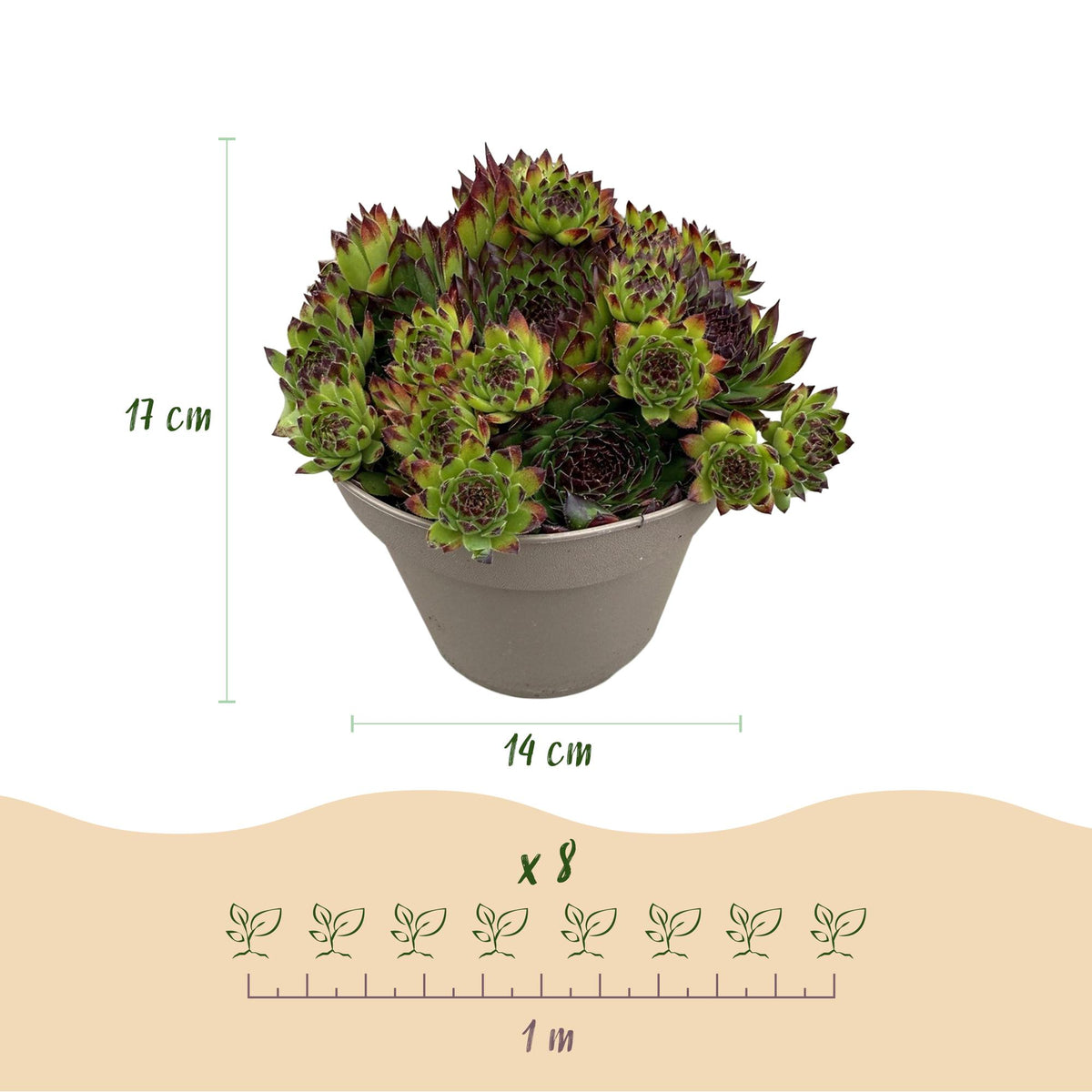 Sempervivum Big Sam, 17 cm hoog, groene bladeren