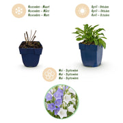 Perzikbladklokje Campanula persicifolia Duo, blauw en wit