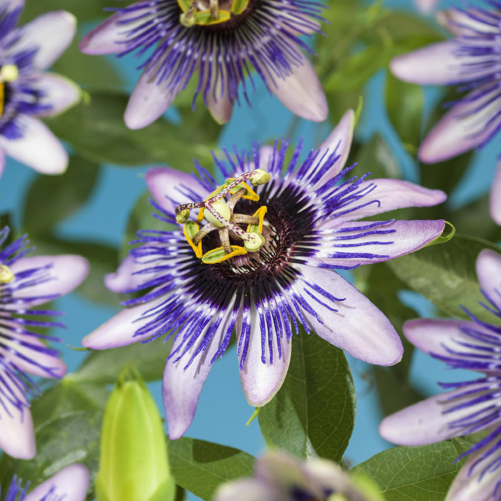 Passiflora Damsels Delight, groene bladeren