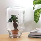 Detailfoto van Easyplant bonsai, zelfverzorgend mini-ecosysteem