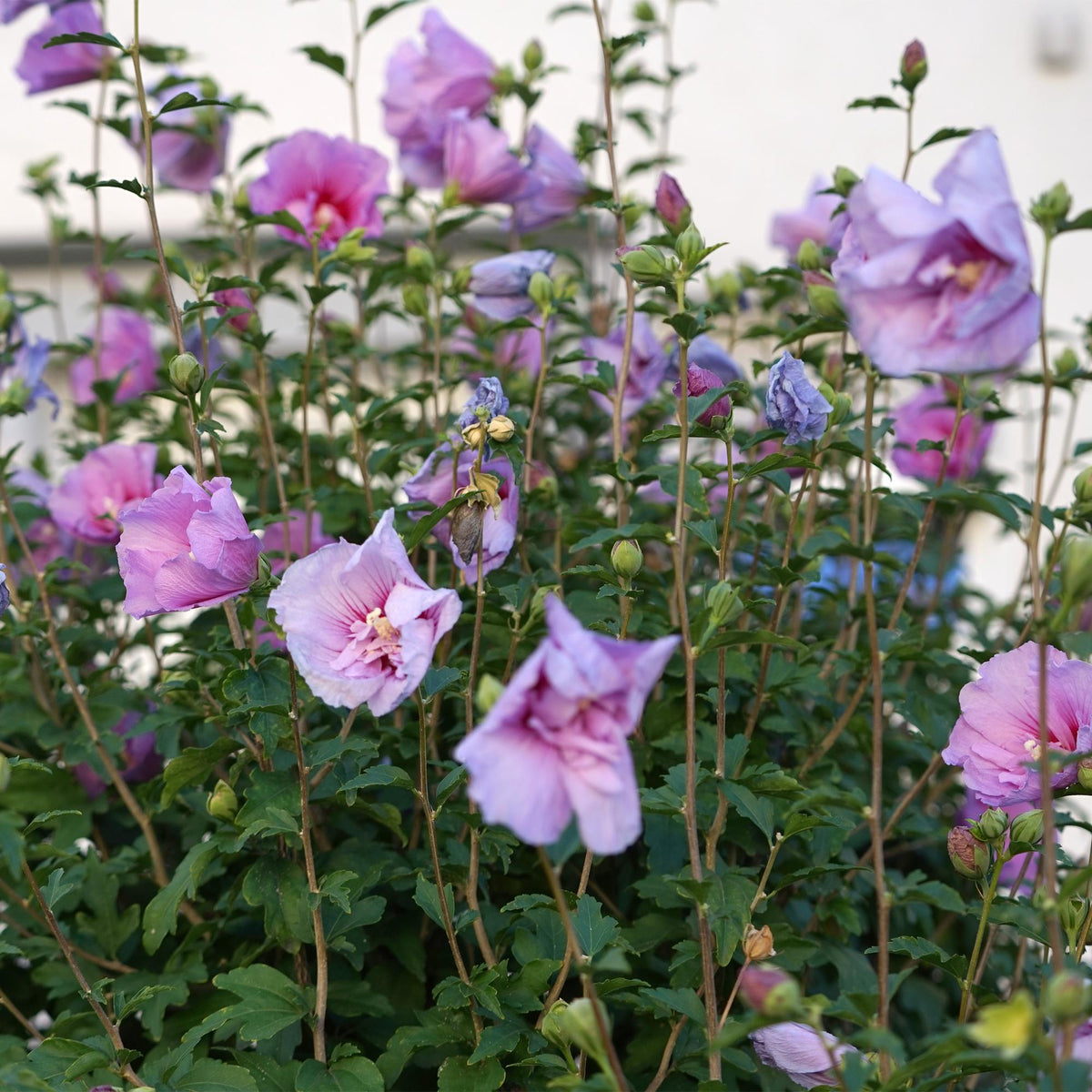 Hibiscus syriacus Lavendor Chiffon®, plant in pot