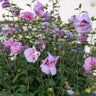 Hibiscus syriacus Lavendor Chiffon®