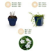 Vasteplant - Vinca minor Alba - Maagdenpalm - Bodembedekkend - Wit - 6 Planten - Pot 11cm - Hoogte 15-25cm