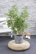 Fargesia rufa, niet-woekerende bamboe, plant in pot