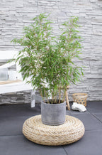 Fargesia rufa, niet-woekerende bamboe, plant in pot