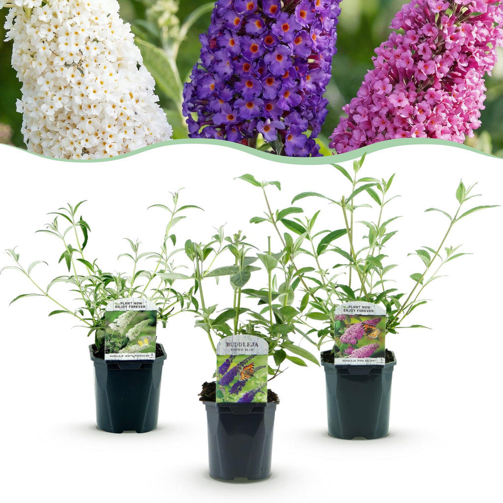 Vlinderstruik Tricolour, blauwe, roze en witte bloemtrossen, plant in pot