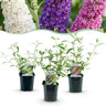 Vlinderstruik Tricolour, blauwe, roze en witte bloemtrossen