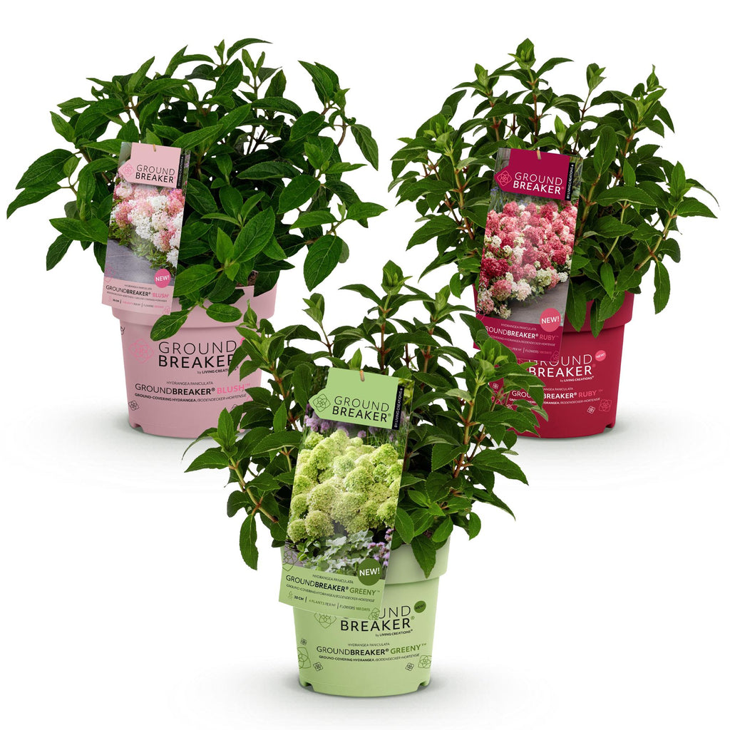 Hydrangea panniculata Groundbreaker Blush, kenmerkend blad