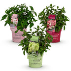Hydrangea panniculata Groundbreaker Blush, kenmerkend blad