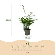 Fargesia robusta Pingwu, 35 cm hoog