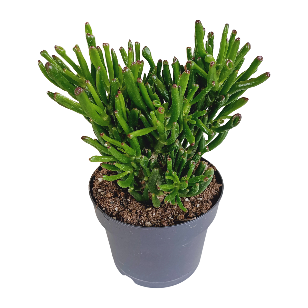 Crassula gollum, plant in pot