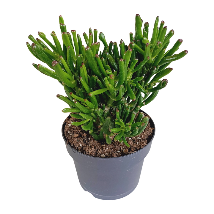Crassula gollum