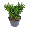 Crassula gollum
