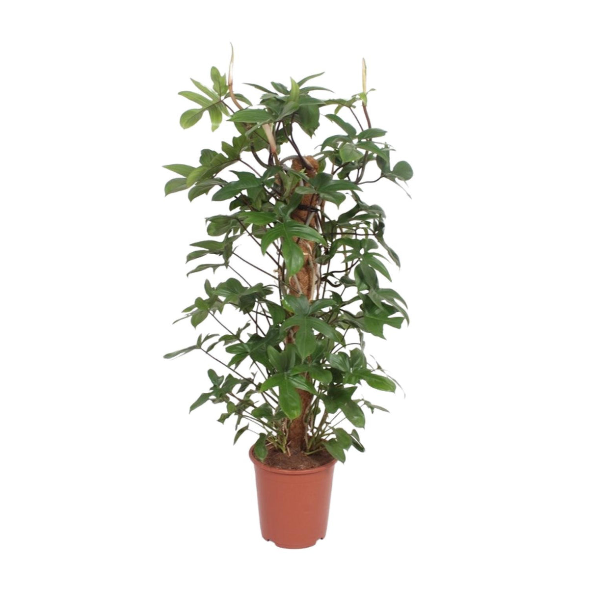 Philodendron Pedatum, plant in pot