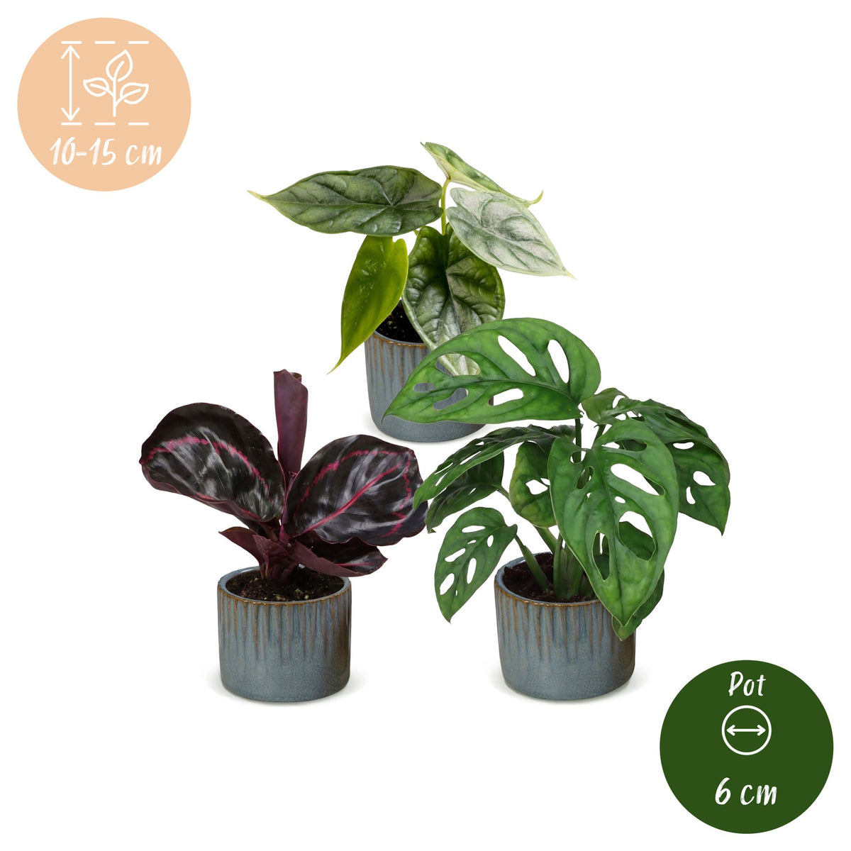 3x Baby Jungle Mix - Diversen - Tropisch - incl. Linnea Misty Blue - Ø6cm - ↕10-15cm, groeiwijze van de plant