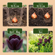 Triomftulp Black bloembollen, donkerpaars, foto 4