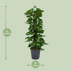 Detailfoto van Scindapsus (Epipremnum)