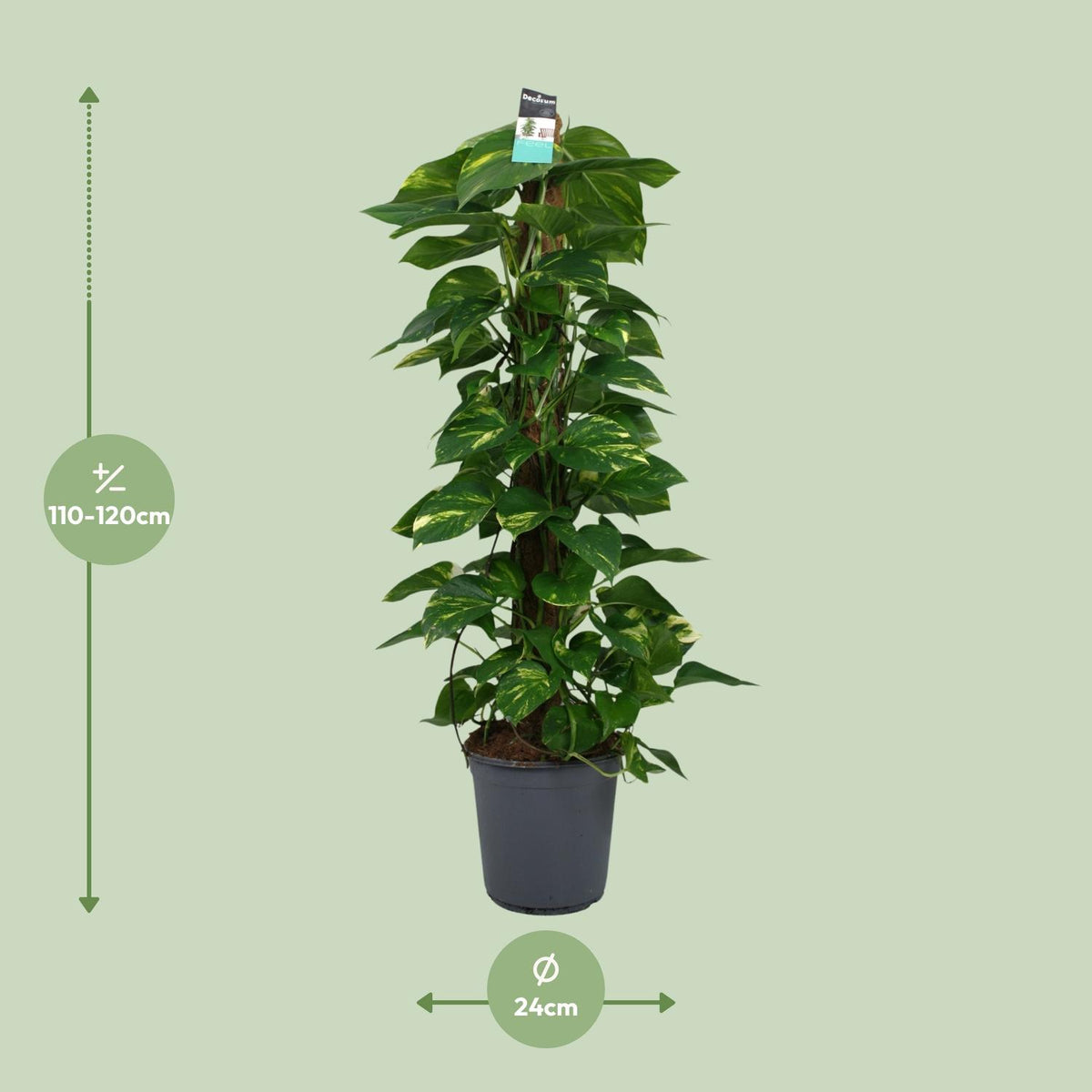 Detailfoto van Scindapsus (Epipremnum)