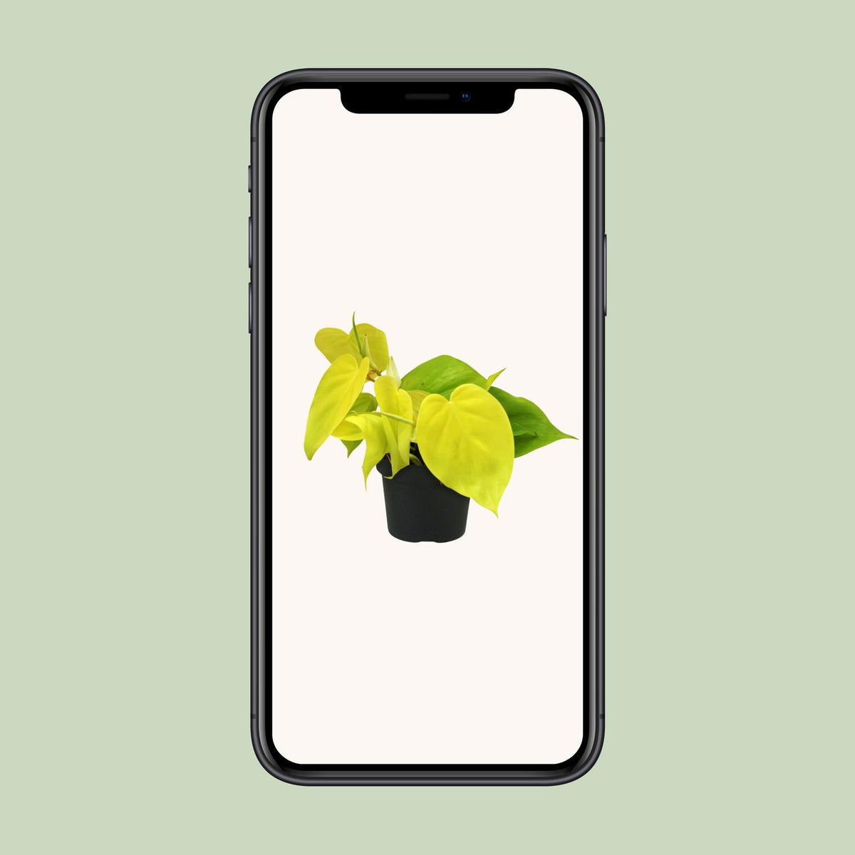 Detailfoto van Philodendron Lime