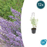12x Nepeta 'Walker's Low'
