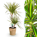 Dracaena Sunray, detail van het blad