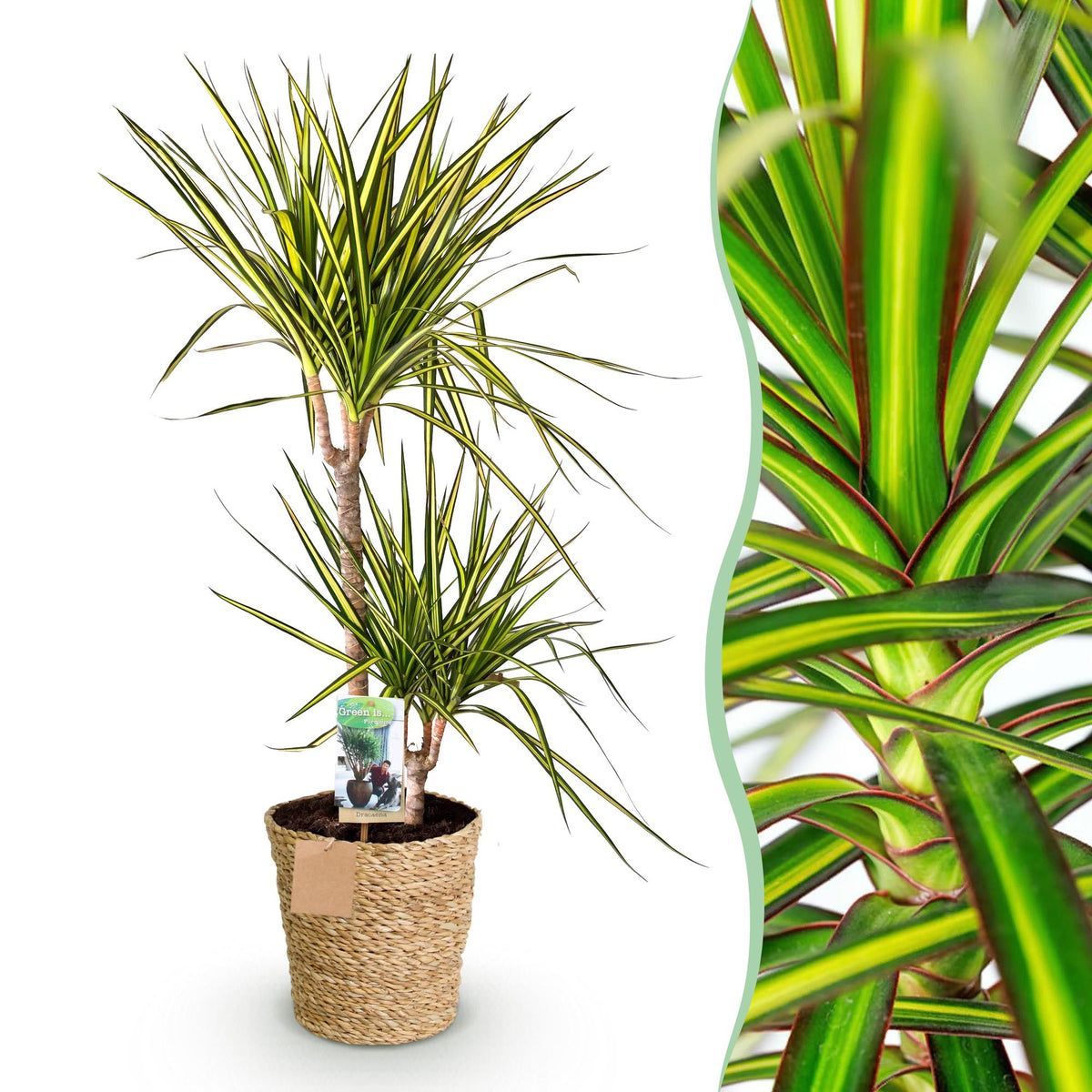 Dracaena Sunray, detail van het blad