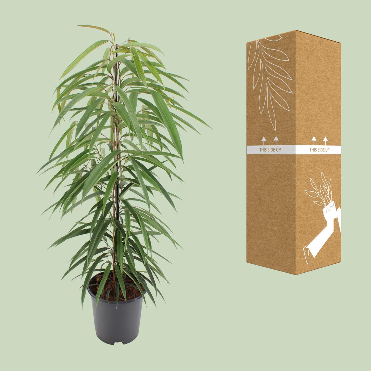 Detailfoto van Ficus Binnendijkii Alii