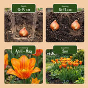 Tulp &
