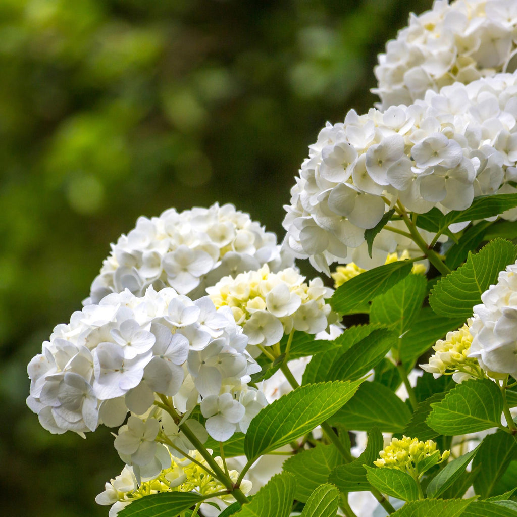Bolhortensia, heester met witte bloembollen