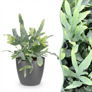 Phlebodium aureum Blue Star met grijze pot