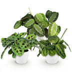 Maranta Silverband, Lemon Lime, Kerchoveana, met witte pot, kenmerkend blad