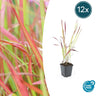 12x Imperata cylindrica 'Red Baron'