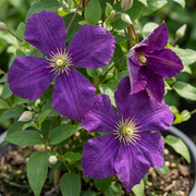 Clematis &