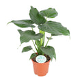 Productfoto van Alocasia Cucullata