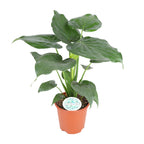 Productfoto van Alocasia Cucullata