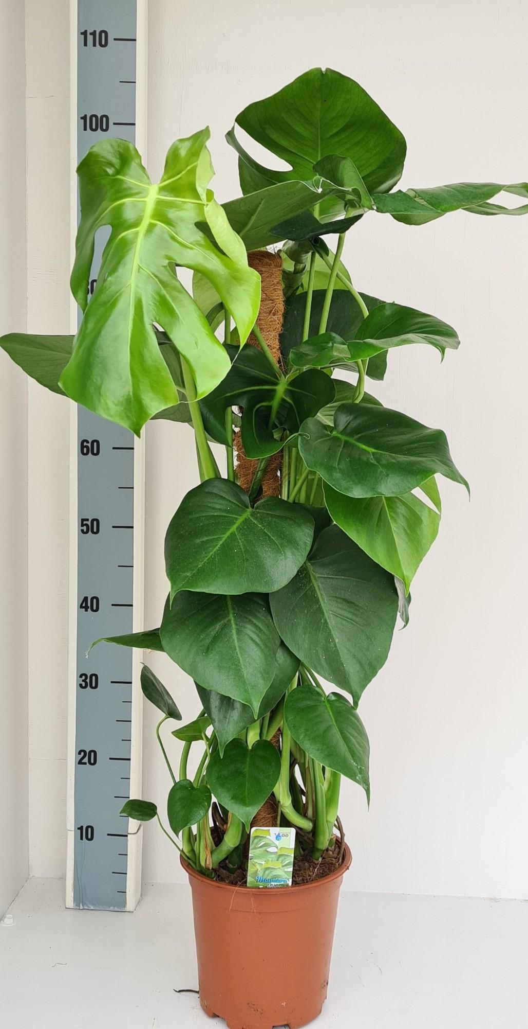 Productfoto van Monstera Mosstok
