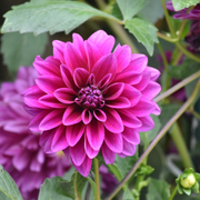 Dahlia &