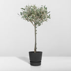 Detailfoto van Olea europaea, olijfboom op stam, 90 cm hoog