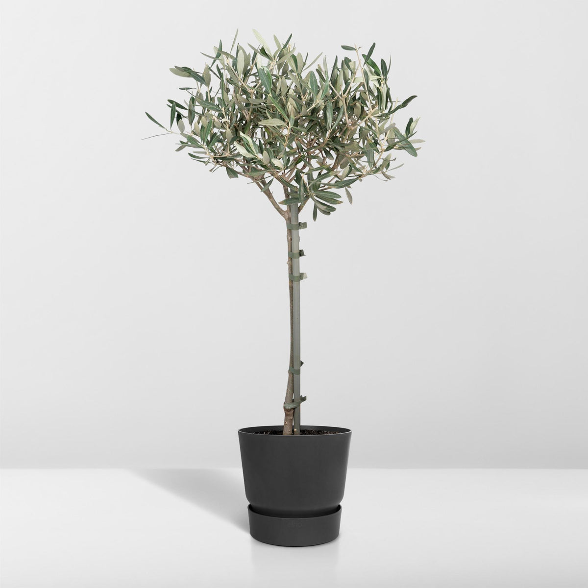 Detailfoto van Olea europaea, olijfboom op stam, 90 cm hoog