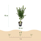 Acer palmatum Koto Hime, groene bladeren