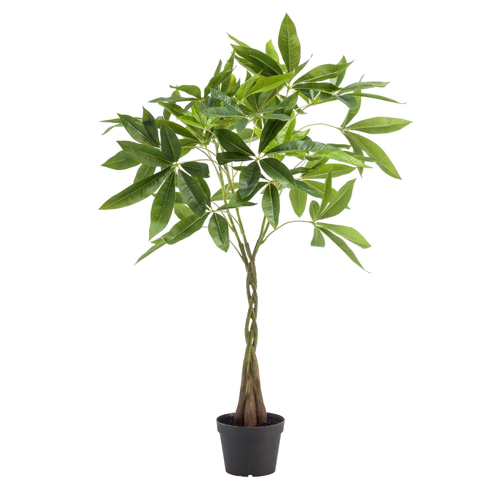 kunstplant - Pachira aquatica - Geldboom, groeiwijze van de plant