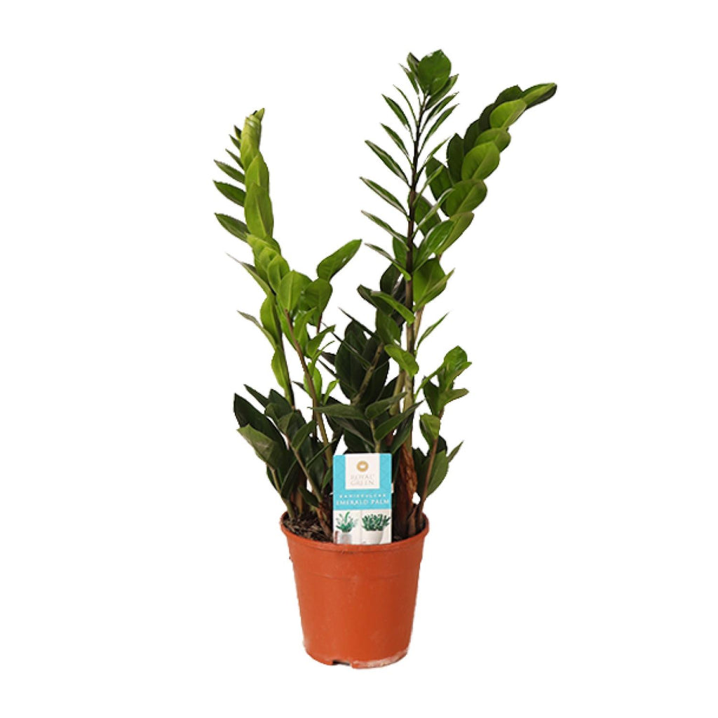 Productfoto van Zamioculcas Zamiifolia