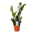 Productfoto van Zamioculcas Zamiifolia