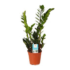 Productfoto van Zamioculcas Zamiifolia