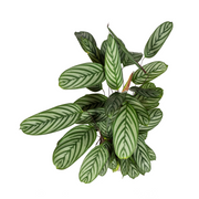 Calathea Oppenheimiana