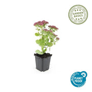 Sedum &