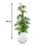 Mini Gatenplant - Monstera Minima Mosstok met witte pot, groeiwijze van de plant