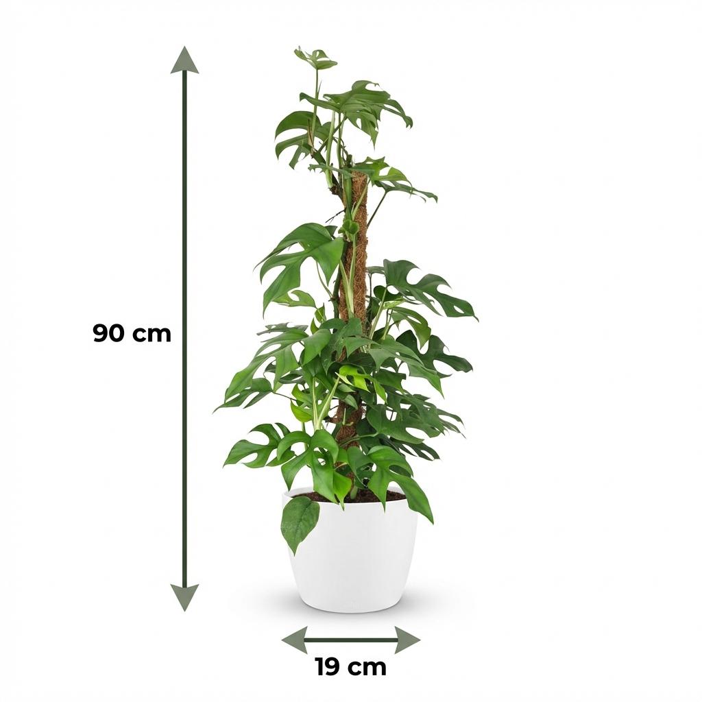 Mini Gatenplant - Monstera Minima Mosstok met witte pot, groeiwijze van de plant