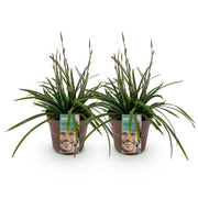 Carex morrowii Irish Green, 50 cm hoog